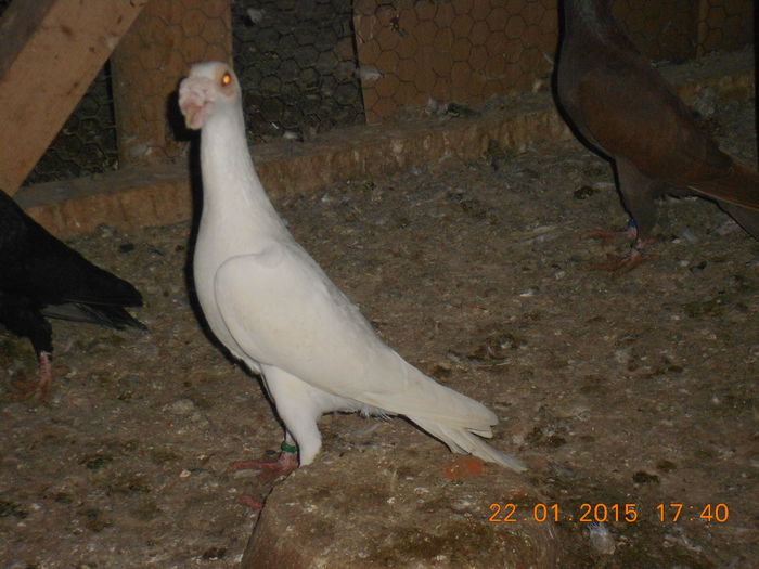 DSCN3316 - Carieri