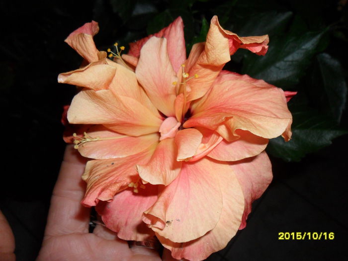 SAM_1825 - Hibiscusi 2015