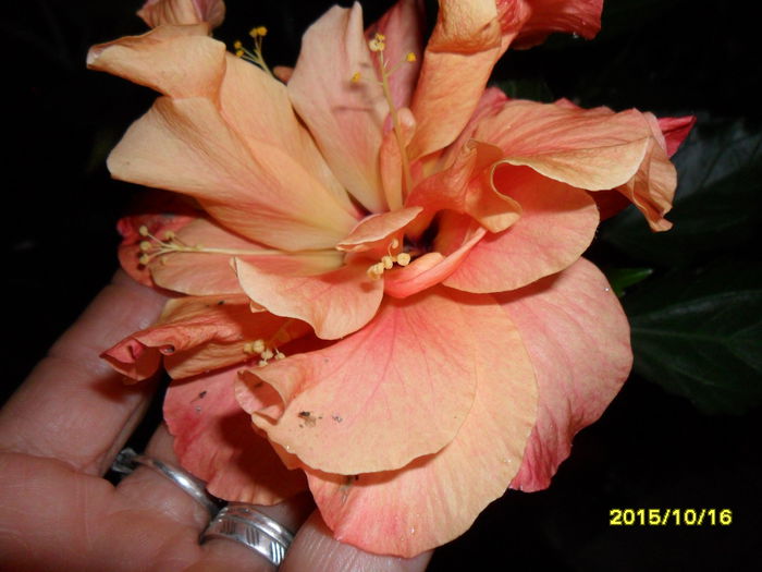 SAM_1826 - Hibiscusi 2015