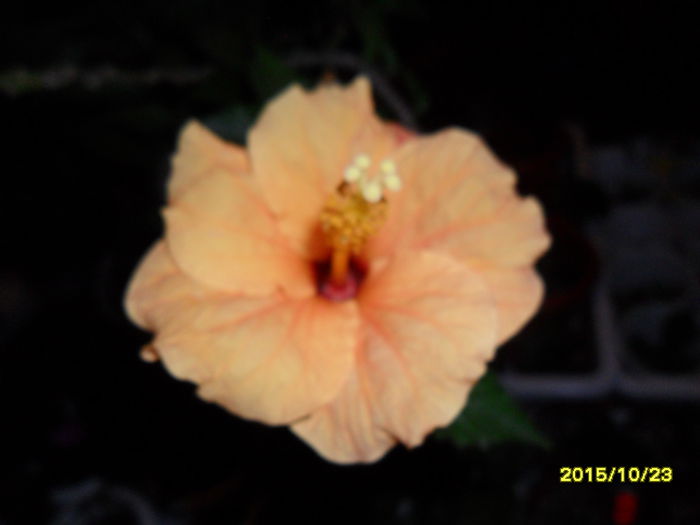 SAM_1917 - Hibiscusi 2015