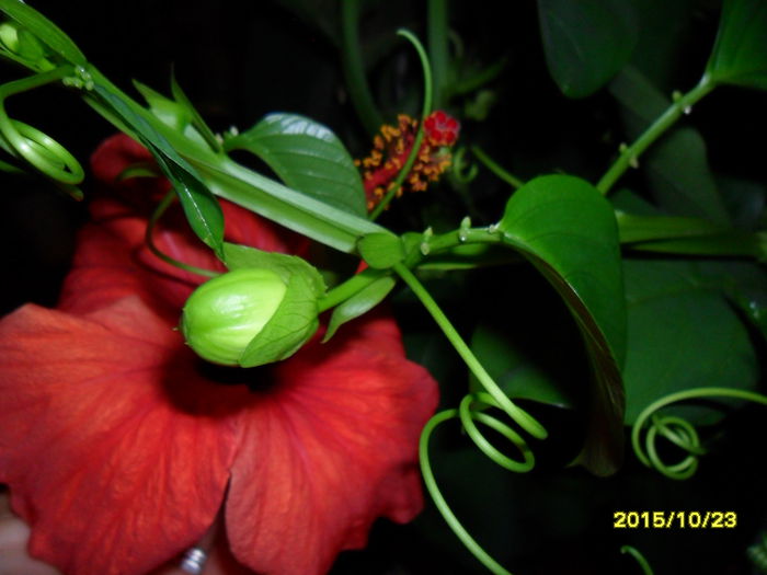 SAM_1920 - Passiflora 2015