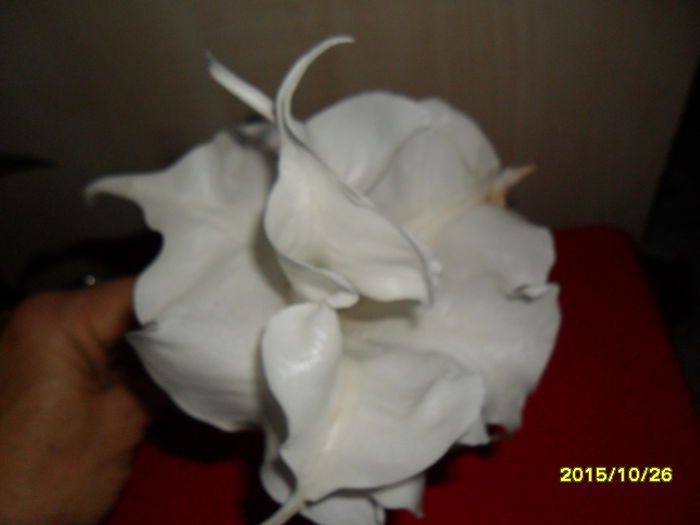 SAM_1976 - Brugmansia