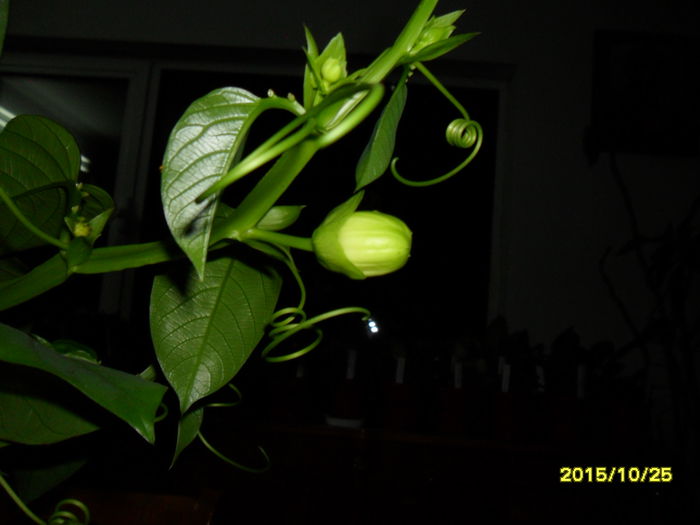 SAM_1972 - Passiflora 2015