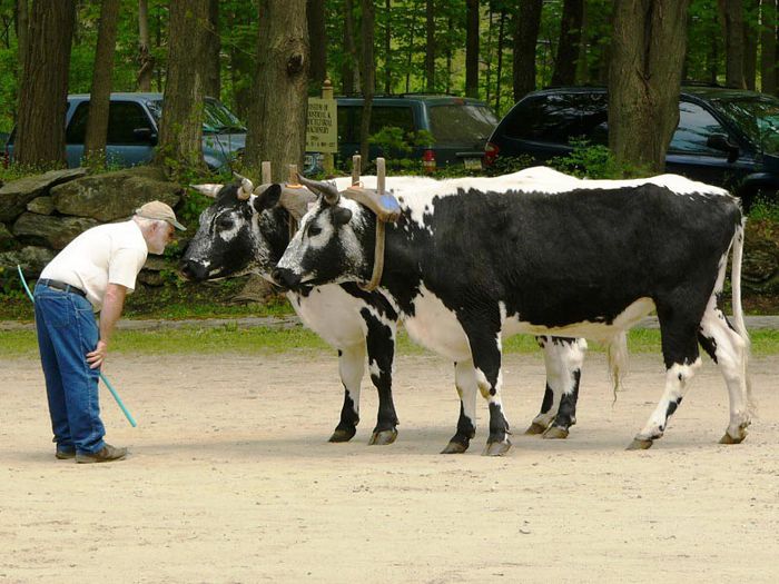 Batranul cu vacutele - RASE DE VACI DEOSEBITE