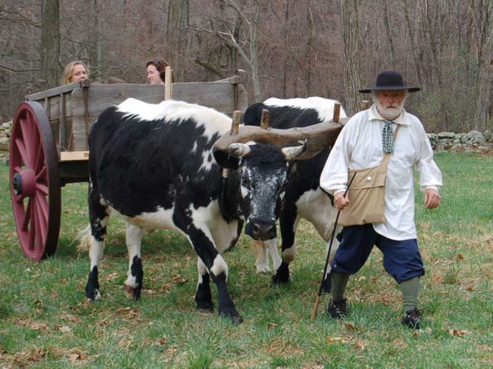 Batranul cu vacutele-2