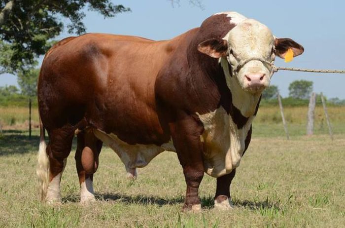 Taur Charolais mare de tot - RASE DE VACI DEOSEBITE