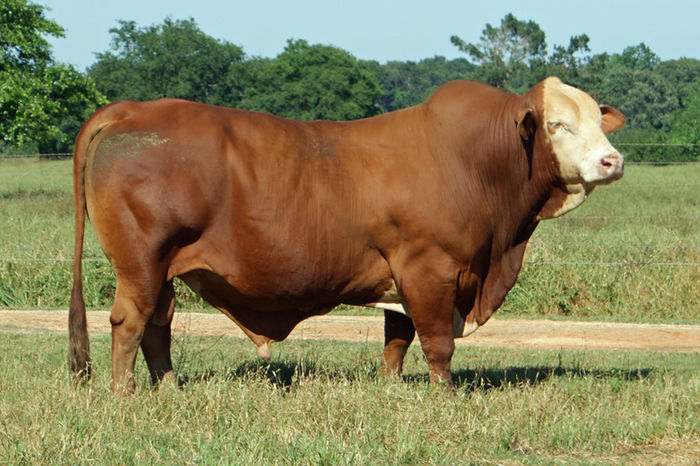Taur deosebit-99c - RASE DE VACI DEOSEBITE