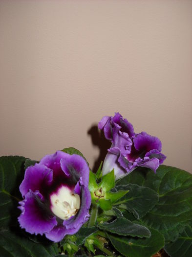 ViolacEa - 1GLOXINIA-2015