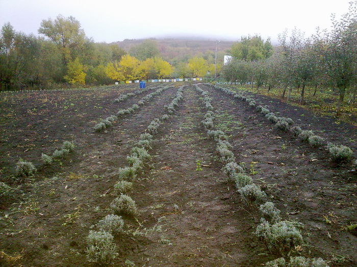 20102015370 - Lavanda primavara  2015