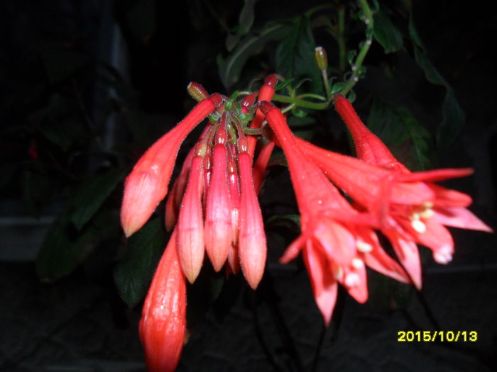 SAM_1668 - Fuchsia 2015