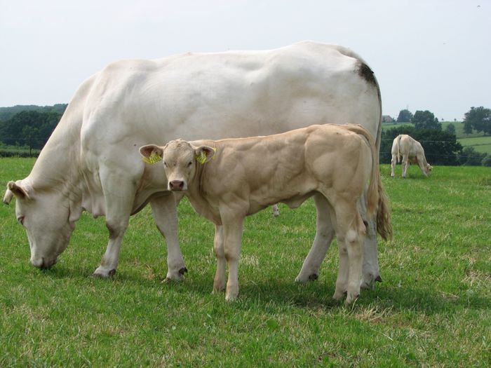 Vaca de carne cu vitel - RASE DE VACI DEOSEBITE