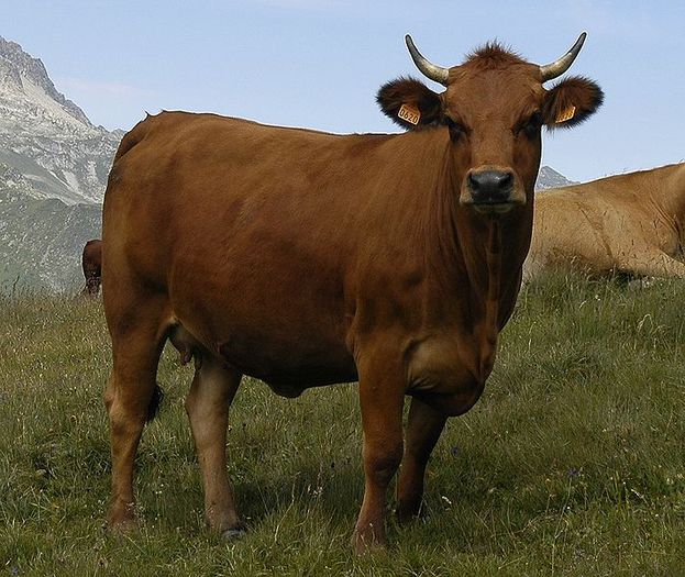Vacuta din muntii Alpi - RASE DE VACI DEOSEBITE