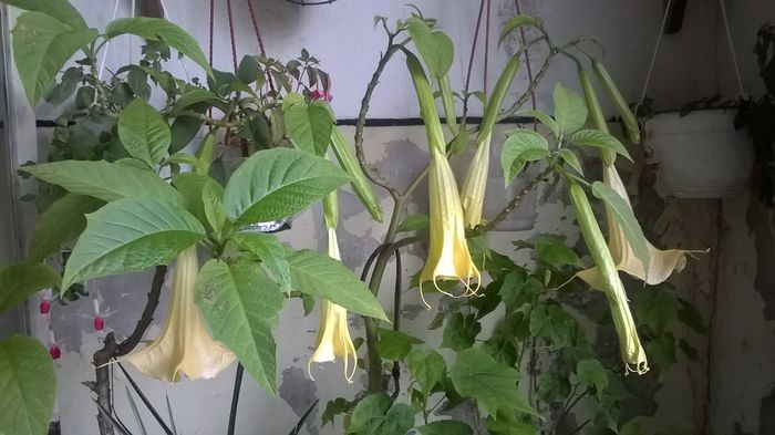 WP_20151022_15_20_45_Pro - Brugmansia
