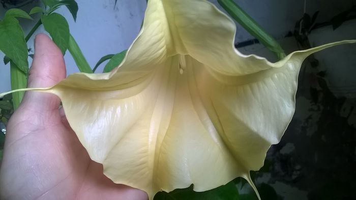 WP_20151022_15_21_10_Pro - Brugmansia