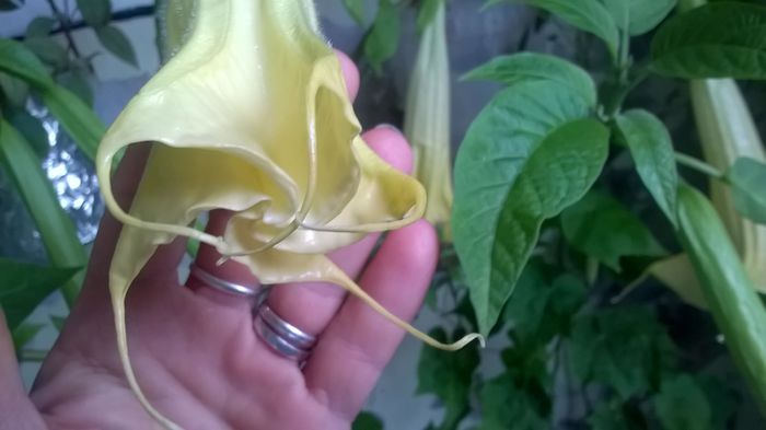 WP_20151022_15_21_30_Pro - Brugmansia