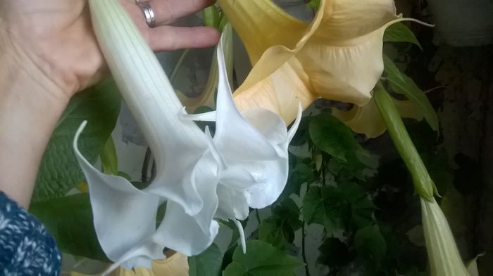 WP_20151026_16_27_46_Pro - Brugmansia