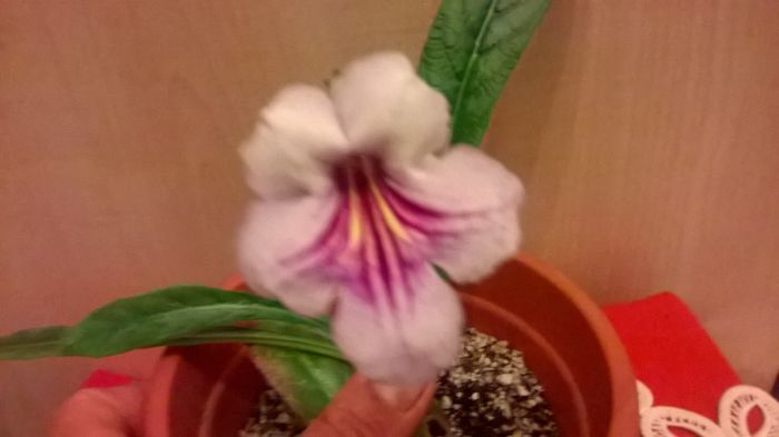 WP_20151016_00_57_59_Pro