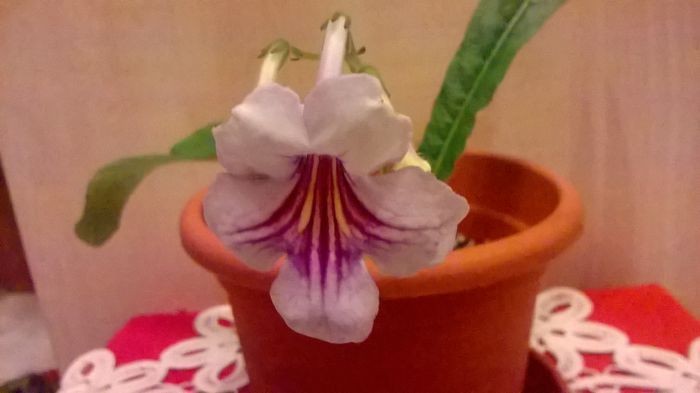 WP_20151016_00_58_14_Pro