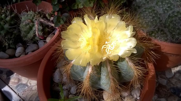 WP_20150915_13_01_27_Pro - Cactusi si suculente 2015