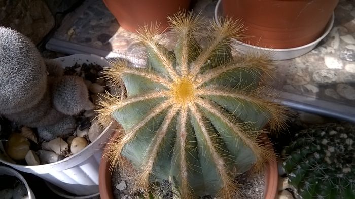 WP_20150915_13_01_33_Pro - Cactusi si suculente 2015