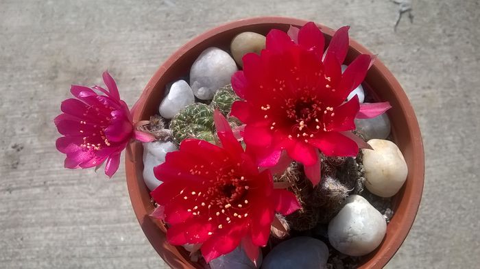 WP_20150922_11_54_48_Pro - Cactusi si suculente 2015