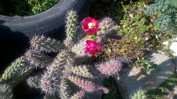 Cylindropuntia - Cactusi si suculente 2015