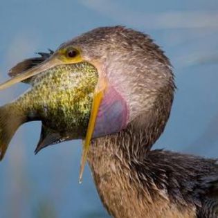 18146_5382da39138ded174ac99c6af7e51204_mdsq - BIRDS