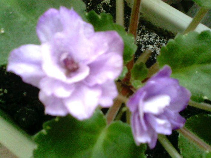 Buckeye Blushing