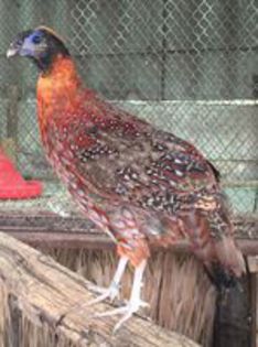 temminck tragopan 2014
