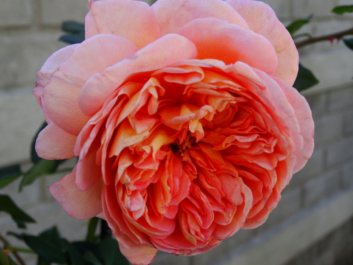 DSC01193 - Abraham Darby