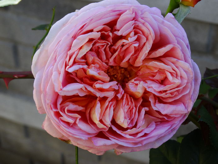 DSC01194 - Abraham Darby