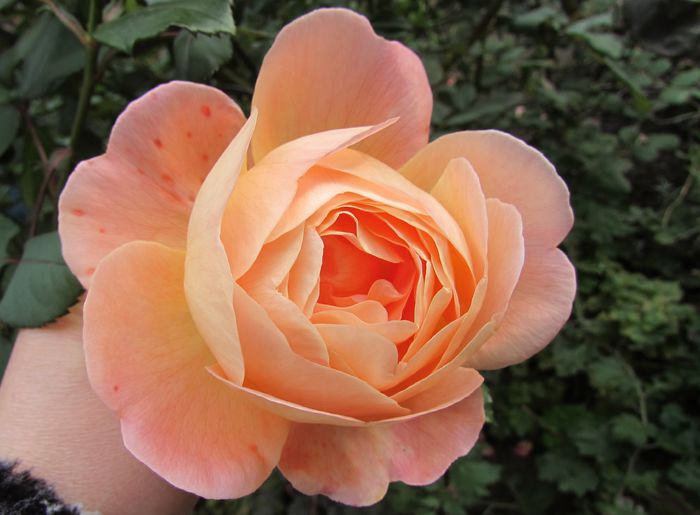 Lady Emma Hamilton