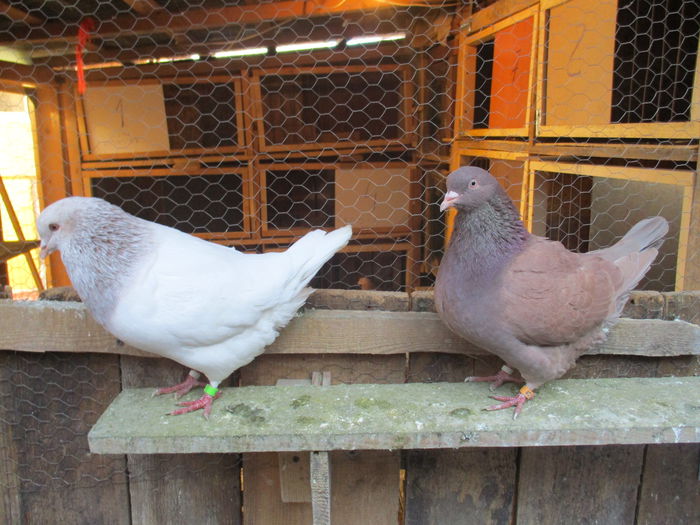 pereche matca pentru 2016