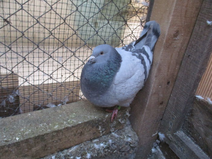 2015 matca ptr. 2016