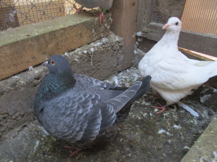 2015 matca ptr. 2016