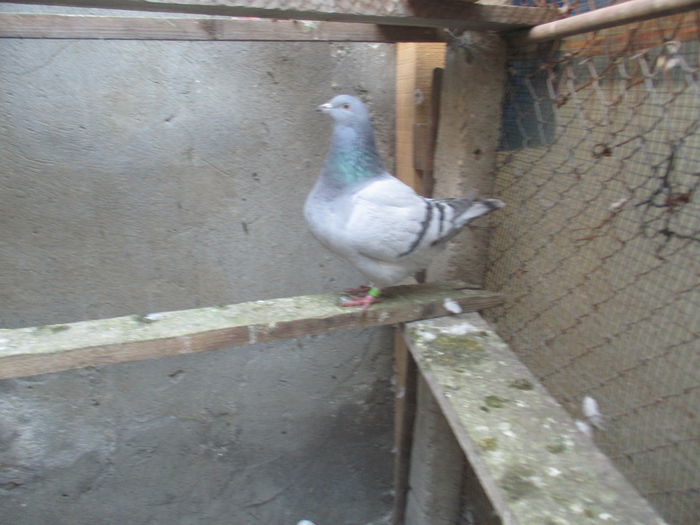 2015 matca ptr. 2016