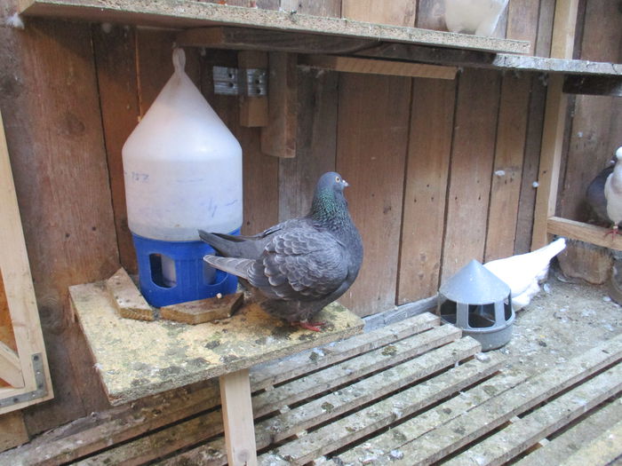 2015 matca ptr. 2016