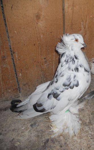 vandut lui Vladoiu Marian(Slatina)