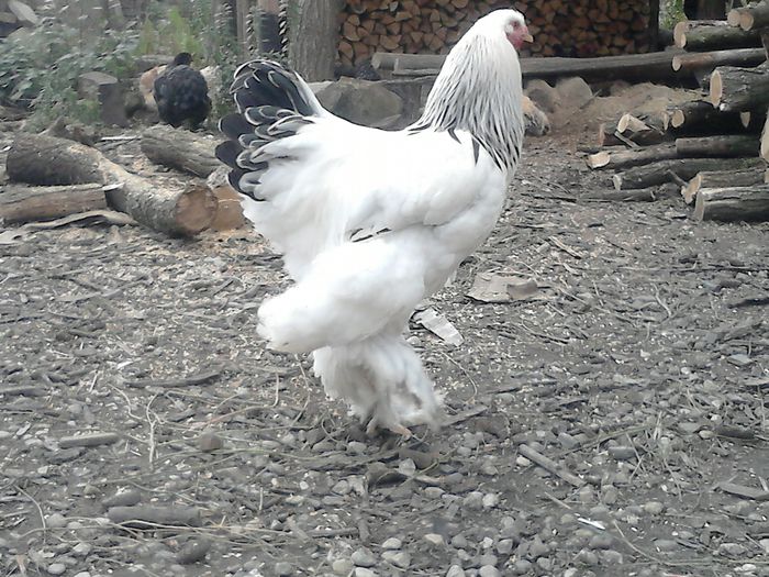 5,5 luni - TINERET BRAHMA 2015