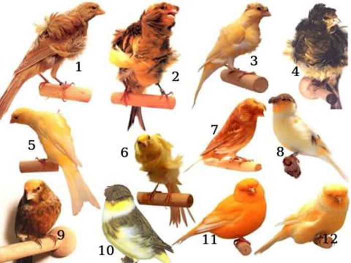 12074647_1922127001345830_3655025153259210230_n - postere