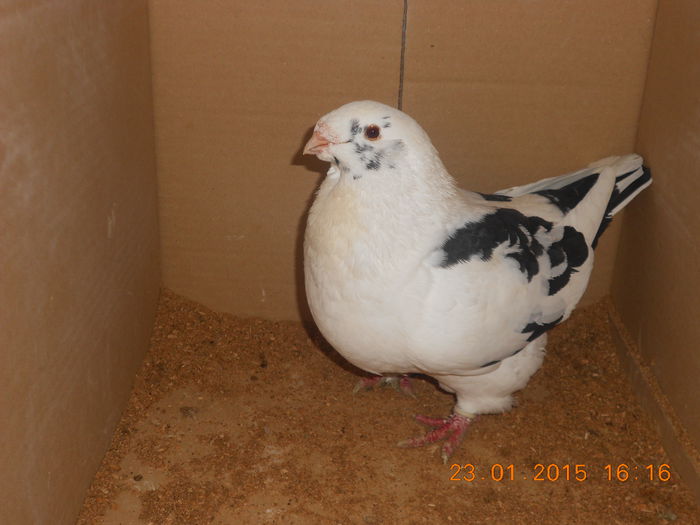 DSCN3406 - Americani