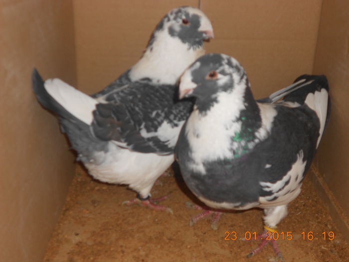 DSCN3409 - Americani