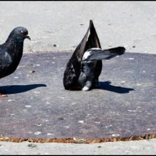 18149_06f8295f871e7309c0385c09d8da087d_mdsq - BIRDS