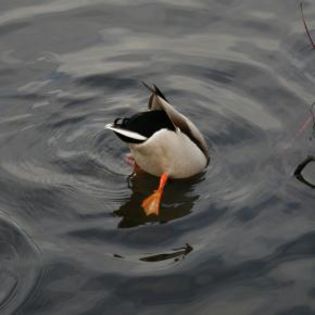 18225_78b114dd2607a4959f328a98e3a7cb72_mdsq - BIRDS