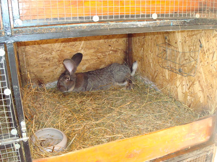 vicecampion Germania