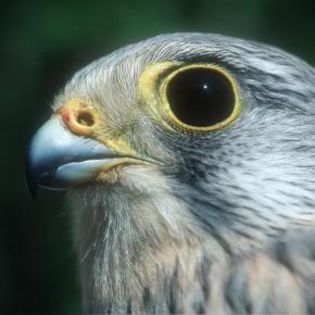 18387_a09e6c9d0cbea4b9a98ceb1a267b05ce_mdsq - BIRDS