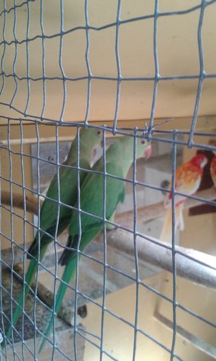 20150805_122804; pereche tanara
