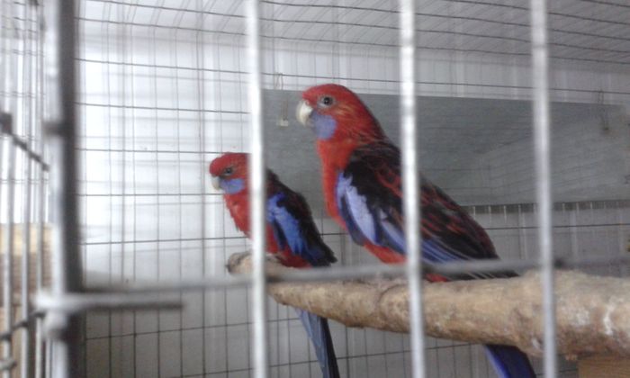 20151005_211052; rosell penant rosu
