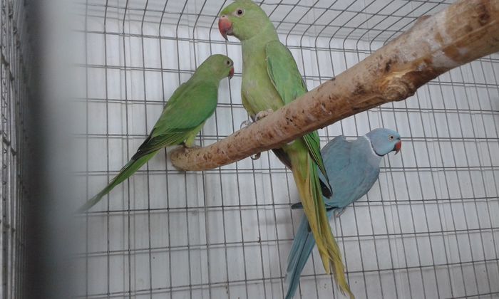 20150906_131639; pereche mic alex.1,6ani
