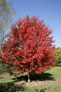 Acer rubrum October Glory; artar rosu,  Inaltimea maxima:	15 m, Cresterea:	Medie-rapida ,  Culoarea frunzelor:	Verzi  vara, rosii toamna
